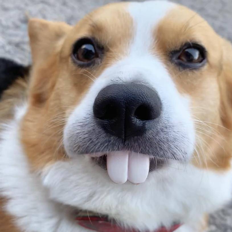 Pet Corgi Doggive toys toys funny and spoofed dogs, soil mouse rabbits, rabbits, martial arts ducts