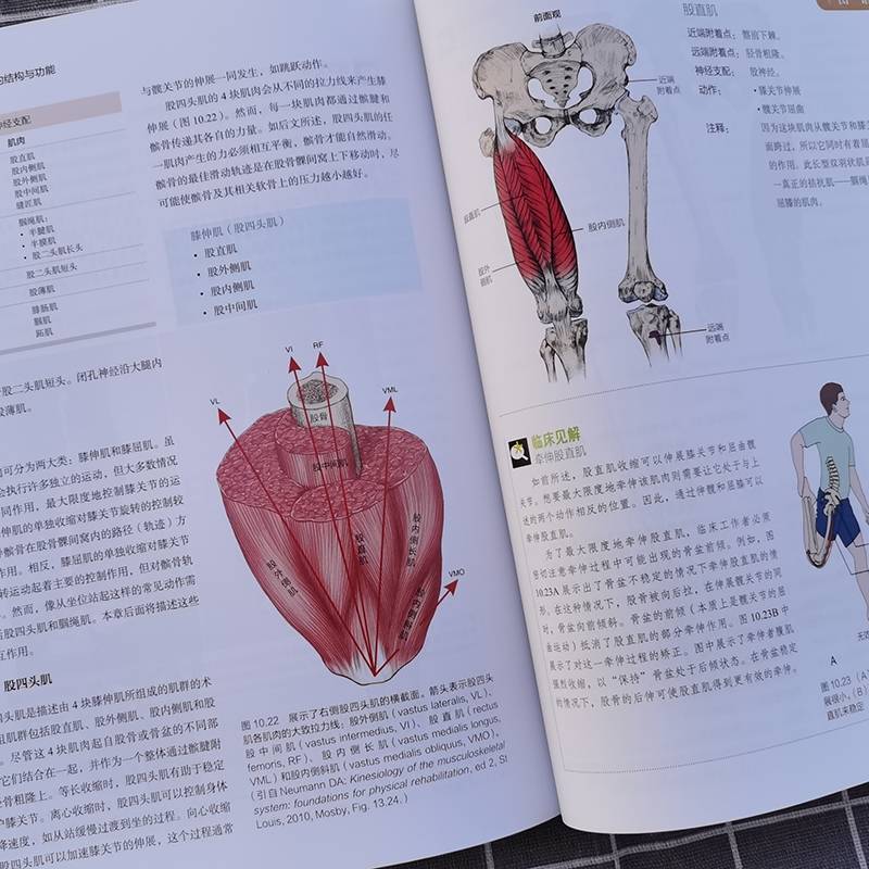 [Xinhua Genuine] Basic muscle motility fourth edition of physical therapist's muscle and skeletal function anatomy Basics Basic Paulje Jackson Mansfield muscle skeletal system structure and functional fascia anatomy