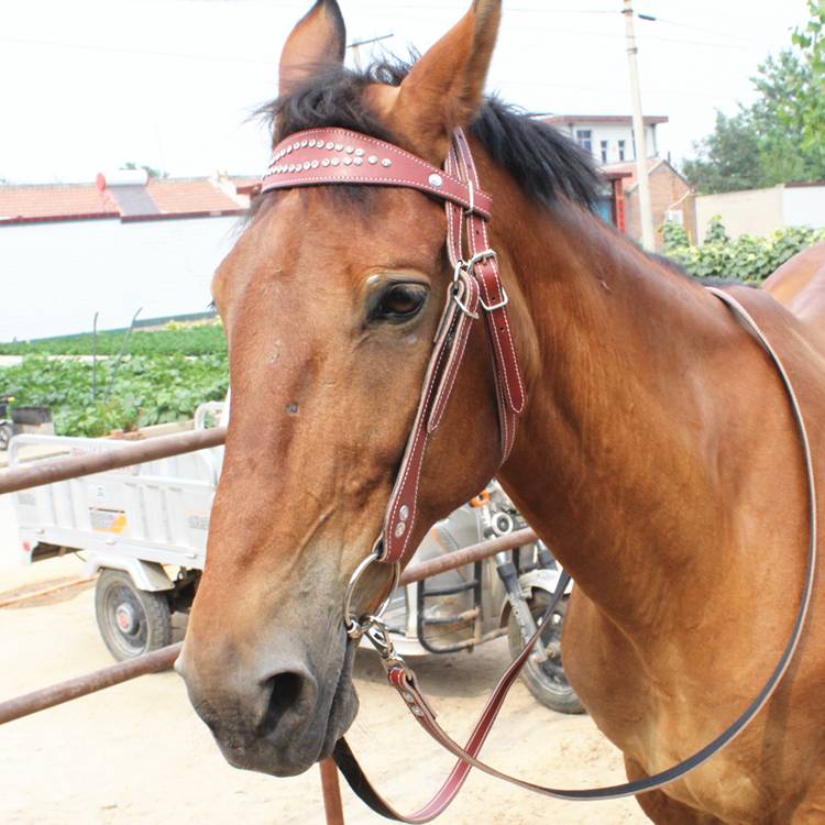 Water drill + Red + Horses + Cows + Leather