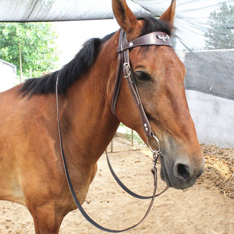 Fowl + tan + horse + cow water + leather