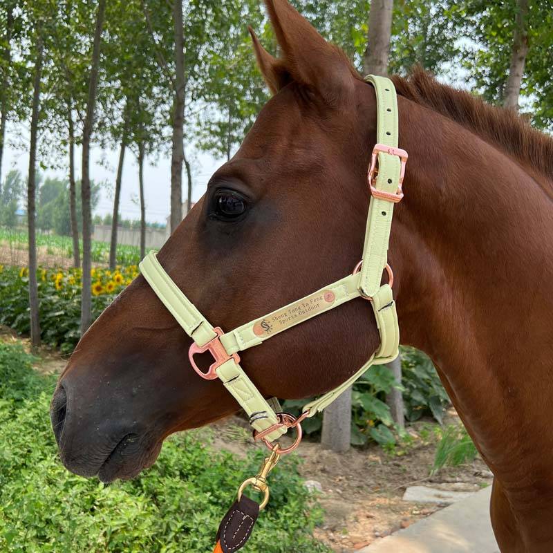 Pumpty-sized pony-sized, pony-sized, pony-sized, pony-skin-skin-snack-snack-snack-sniff-snack-snack-snack-snack-snack-snack-snack-snack-snack-snack-snack-snack-snack-snack-snack-s