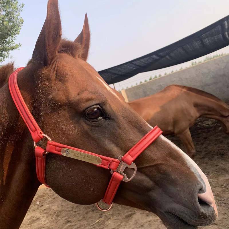 Pumpty-sized pony-sized, pony-sized, pony-sized, pony-skin-skin-snack-snack-snack-sniff-snack-snack-snack-snack-snack-snack-snack-snack-snack-snack-snack-snack-snack-snack-snack-s