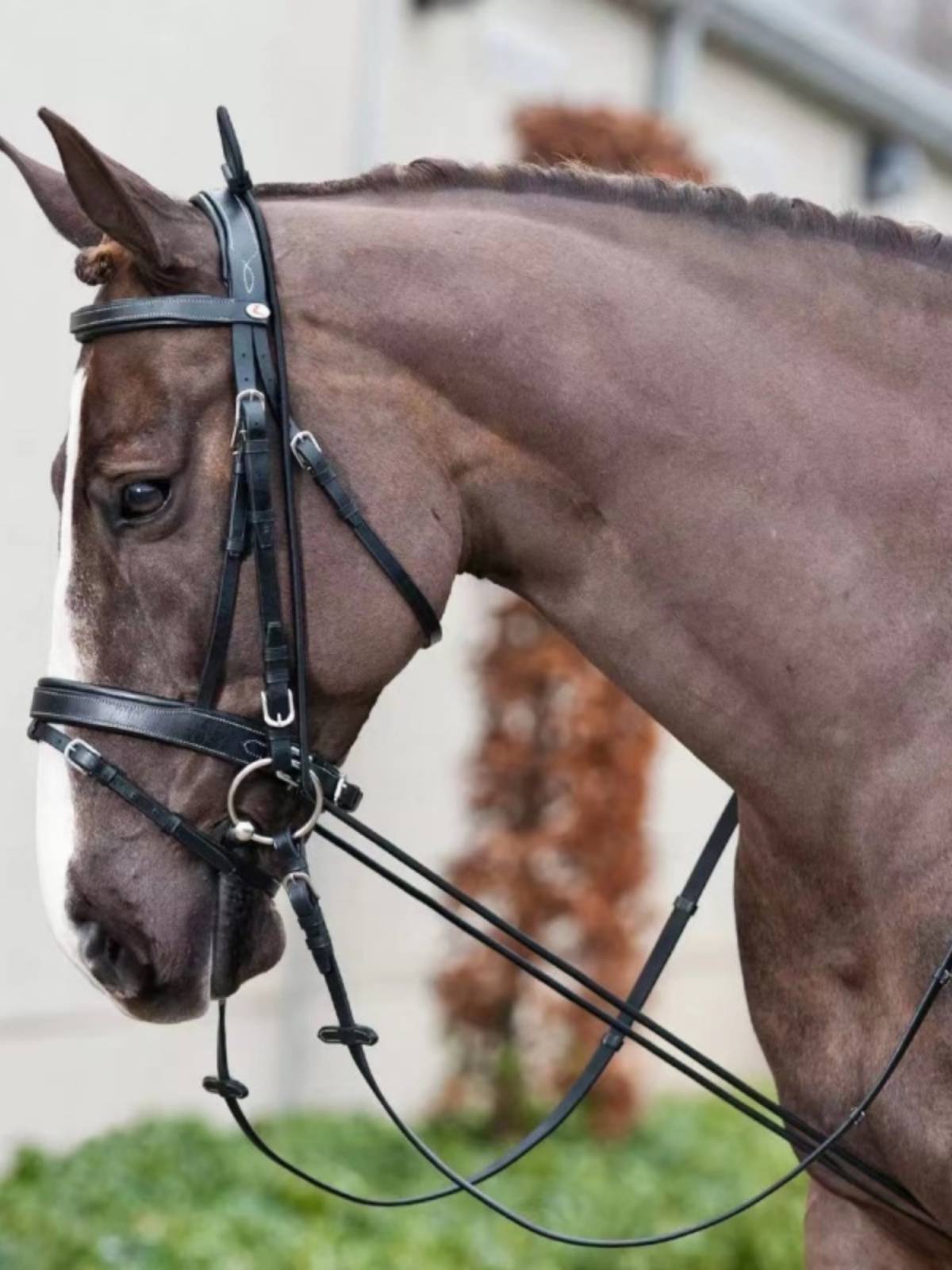 The sabans teach the horse to sabans to sabons to train the sabons to sabans