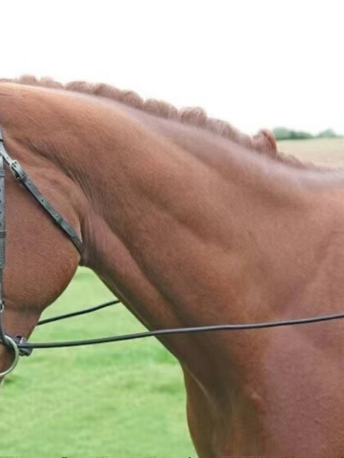 The sabans teach the horse to sabans to sabons to train the sabons to sabans