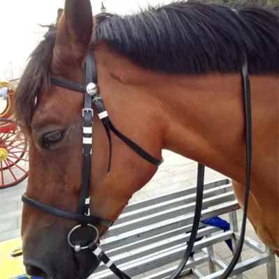 Shuile reins speed Sishuile reins horses horses horses horses are equipped with red, black, blue and white