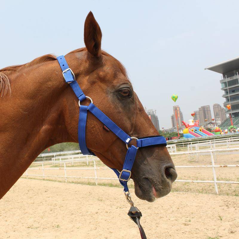 The horse's head is full of tweezers and tweezers for the horse's head