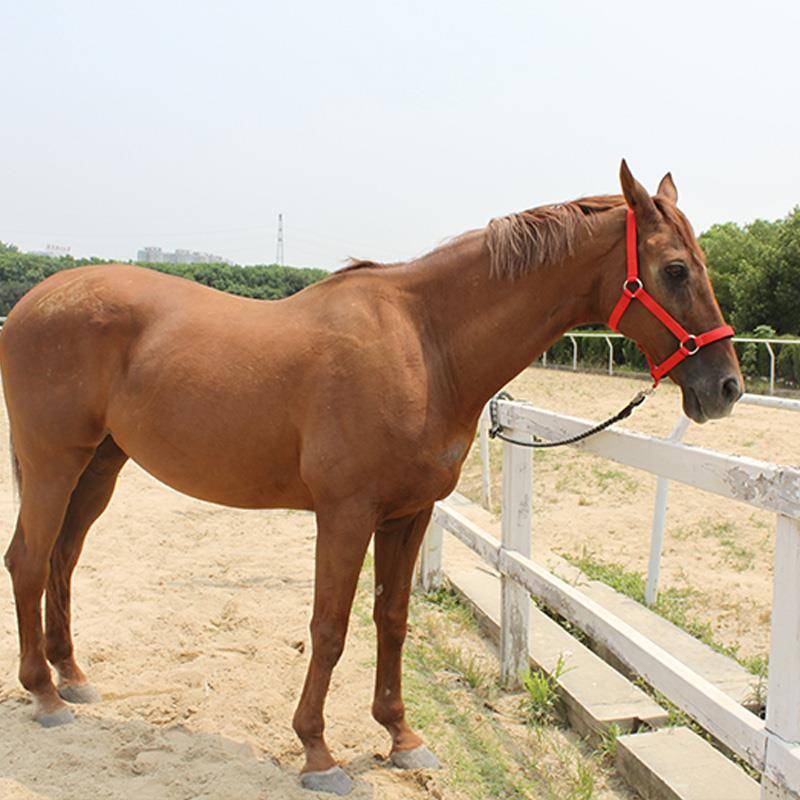 The horse's head is full of tweezers and tweezers for the horse's head