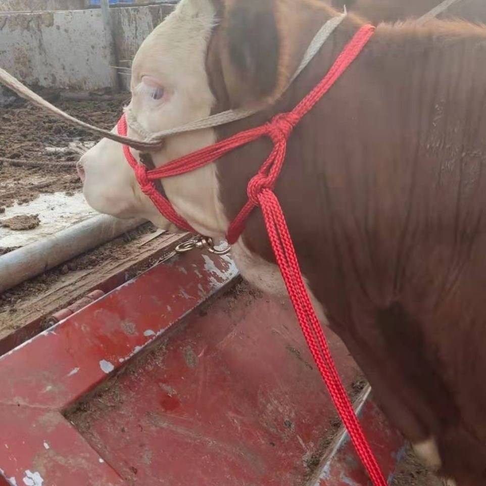 Bull cage head cattle dragon set beef leader glory cattle calf cattle -headed cow reins aircraft net rope preparation ancestor