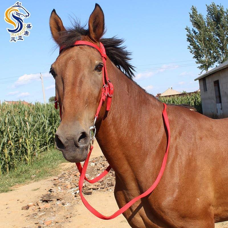 Shuile's reins, iron horses chewing full -scale equestrian supplies horse horses, water pupae