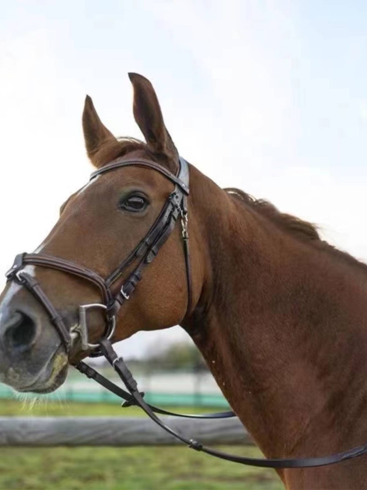Cowhide reins, British equestrian horsema products accessories, full set of horse cage saddles, saddle accessories