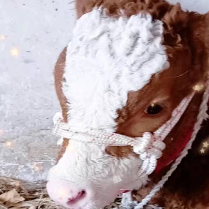 More than 600 pounds of cattle for cages