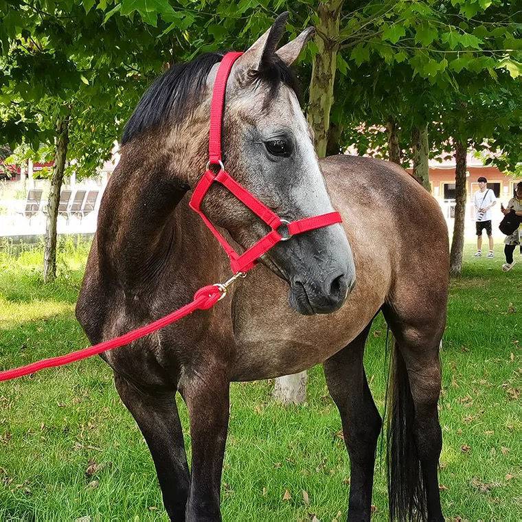 The horse's head is full of tweezers and tweezers for the horse's head
