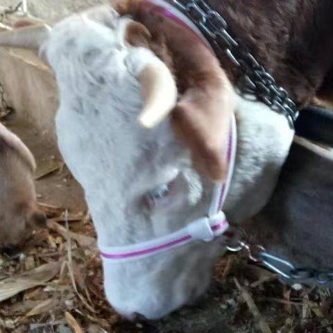 The faucet reins, calf liao, big cow liaoer set can be adjusted board with cattle liao head, cattle animal husbandry