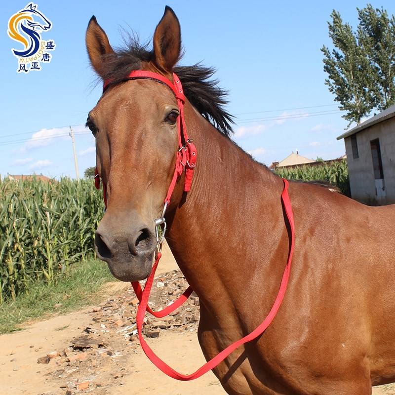 Shuile reins ropes, titles, chewing full set of supplies Equestrian supplies, horses, Shui Shui, large size, dwarf horse cage head