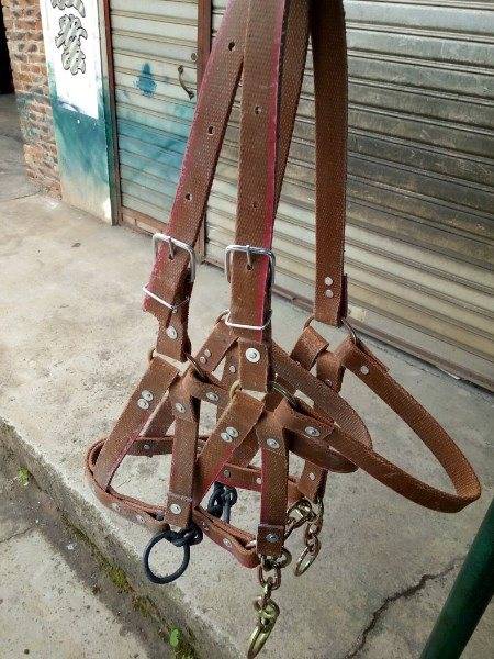 The horse taught the horse to chew all the little, medium and big horses to chew