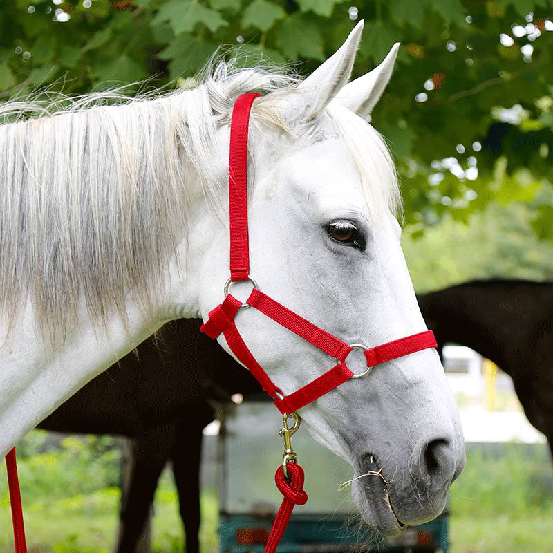 The horse, the horse, the horse, the horse
