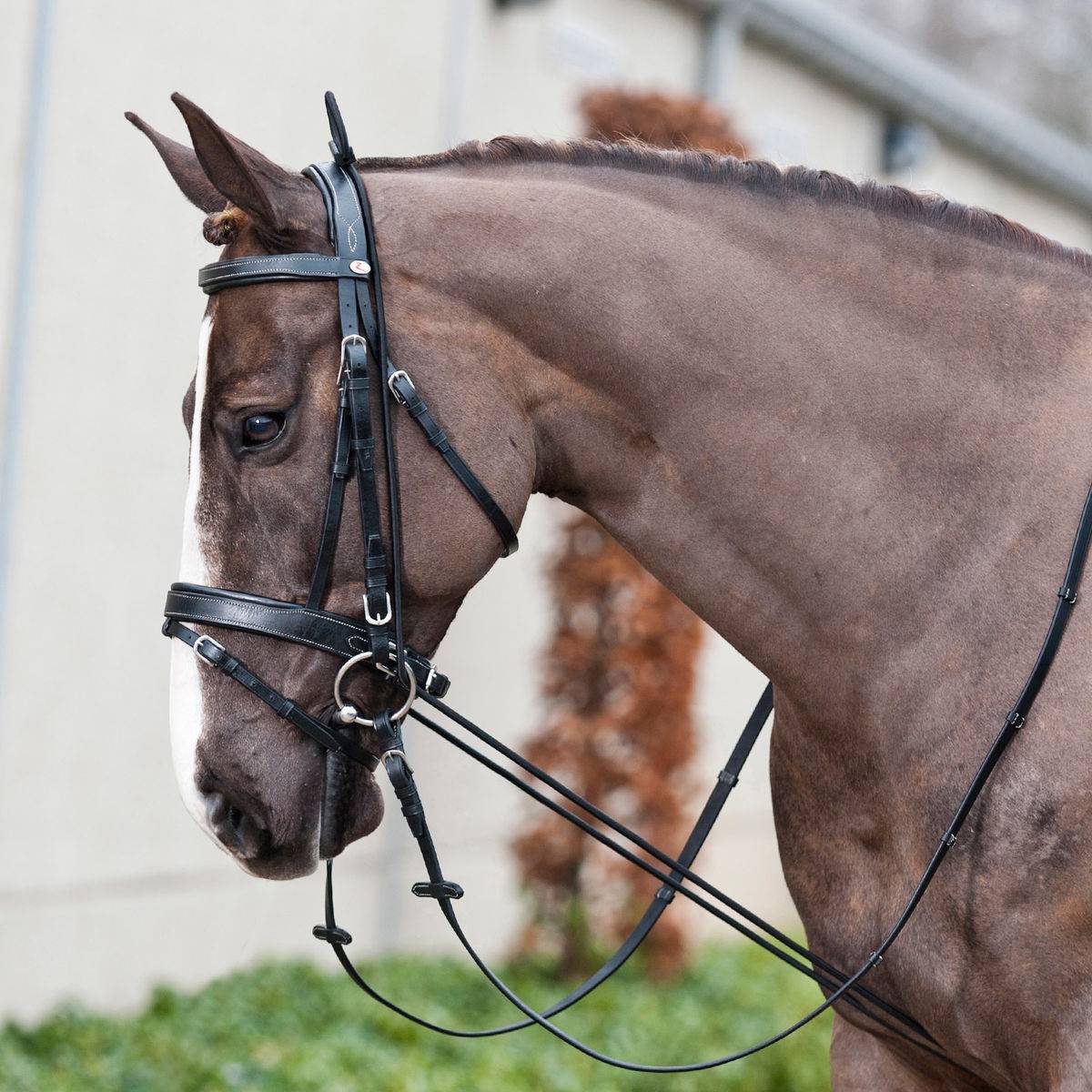 "Teaching the Mashaban horse to teach the horses the twirling, multi-use 3.1 m horse twirl."