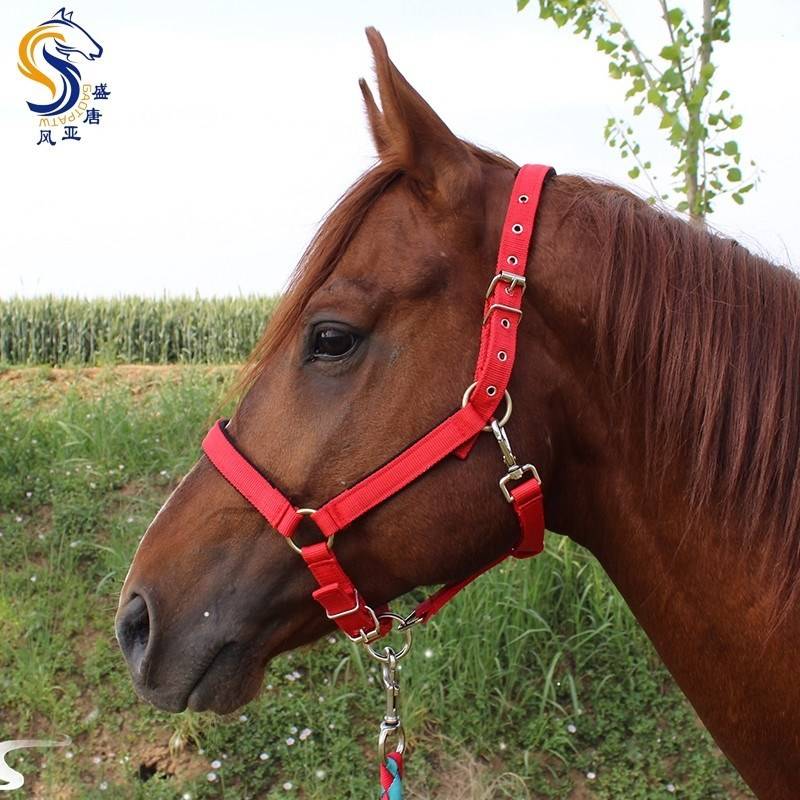 Horses rope rein horses, horses, horses T cage, rope essential ride ride riding, big horse horses -type head