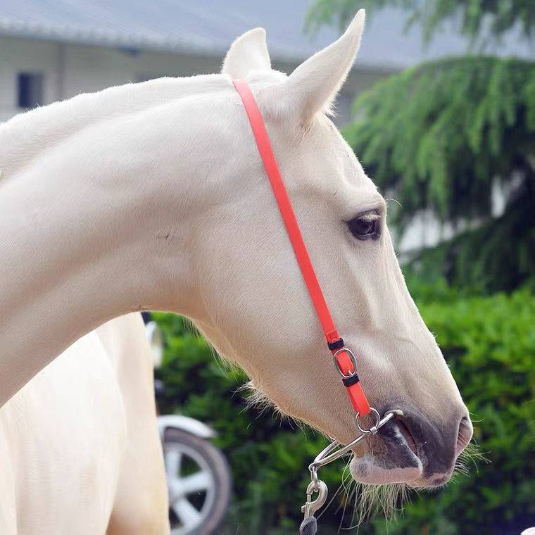 ♪ The horse ♪