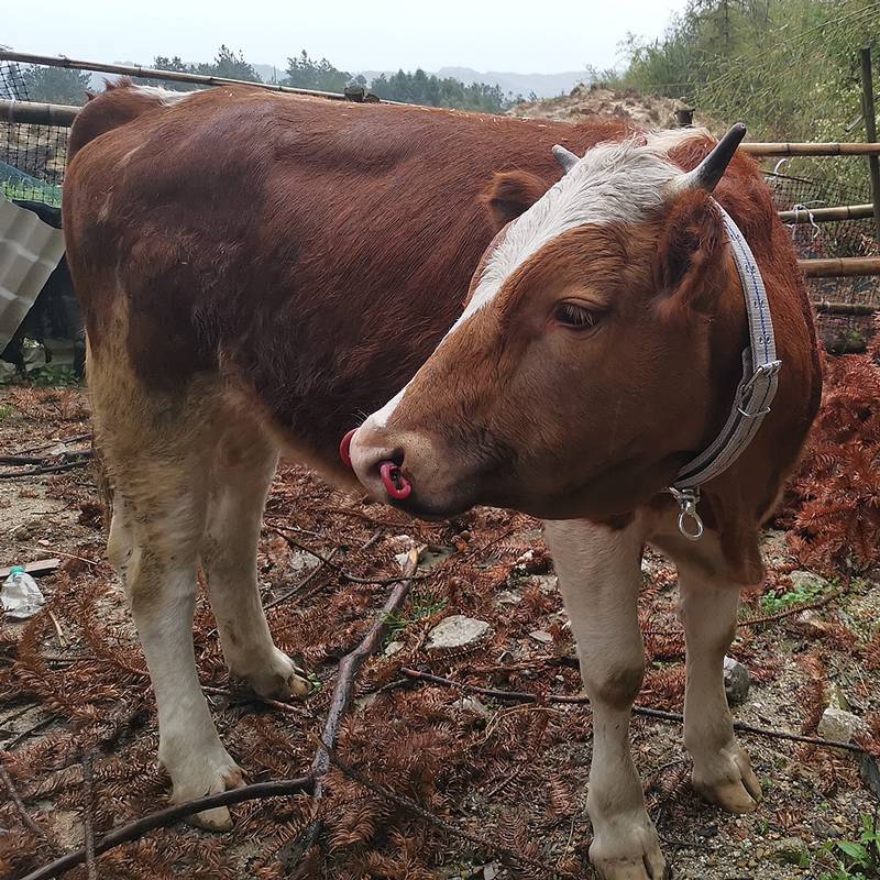 New type of bull cow clock buckle large 2 -ton tension collar beef rope breeding equipment device species of fattening cow tie