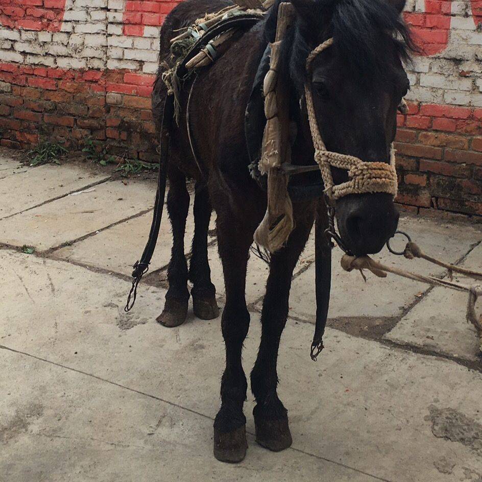 A horse's head is a simple hand-weaved cow, with mouth chains, convenient, detached and solid. A package!