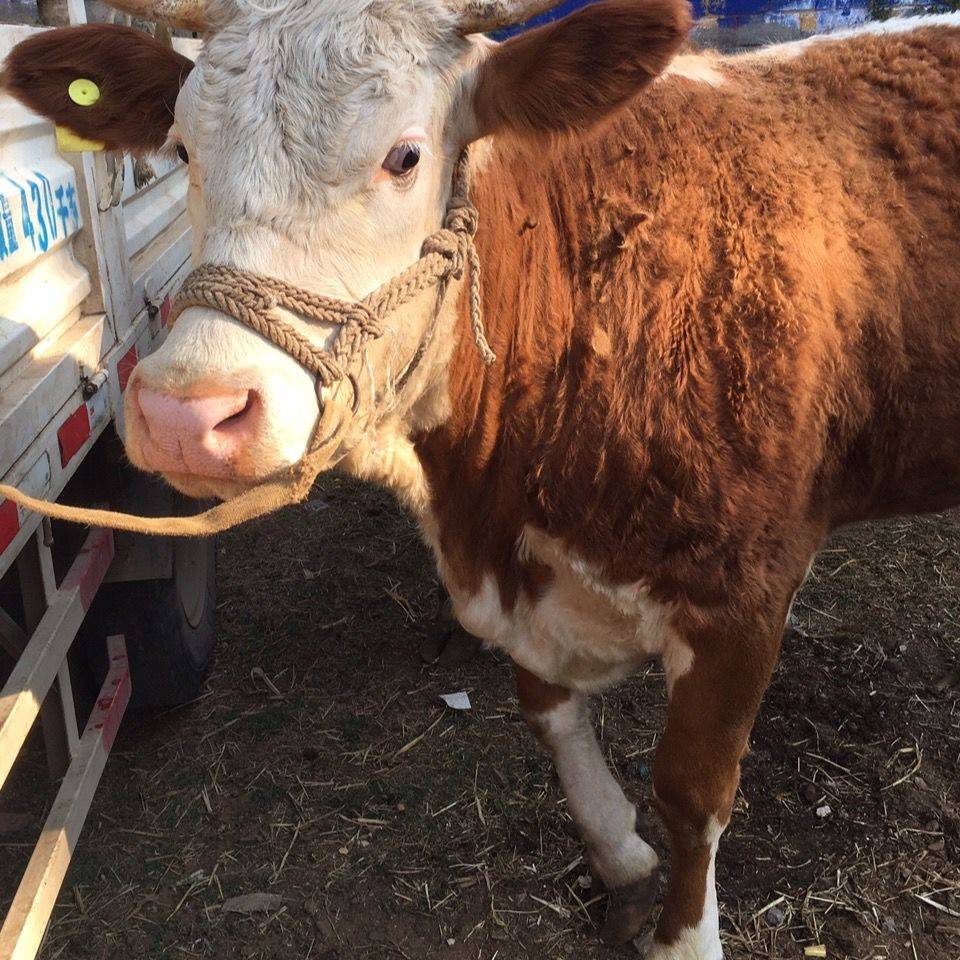A horse's head is a simple hand-weaved cow, with mouth chains, convenient, detached and solid. A package!