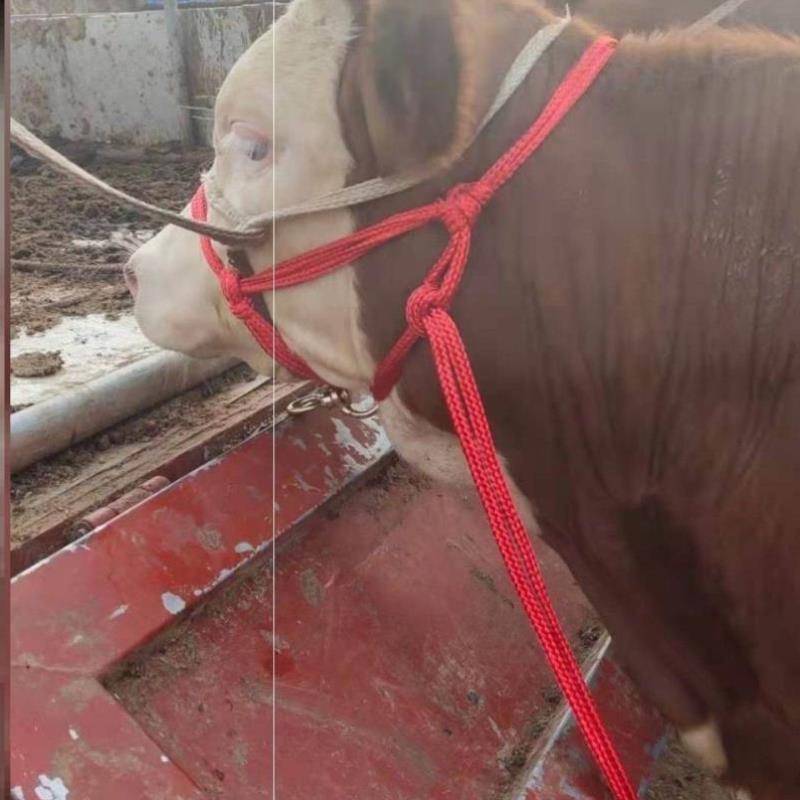 Bull cage head cattle dragon set beef leader glory cattle calf cage head january reins aircraft rope net weaving%