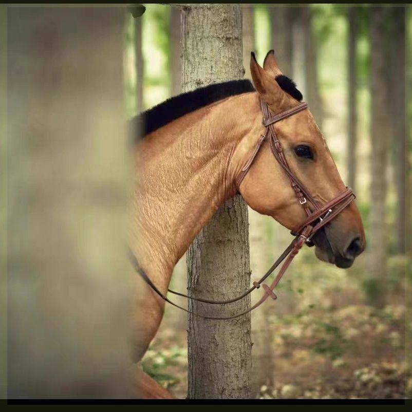 Cowhide leather reins, British equestrius reins, Matsusus reins full set of new models