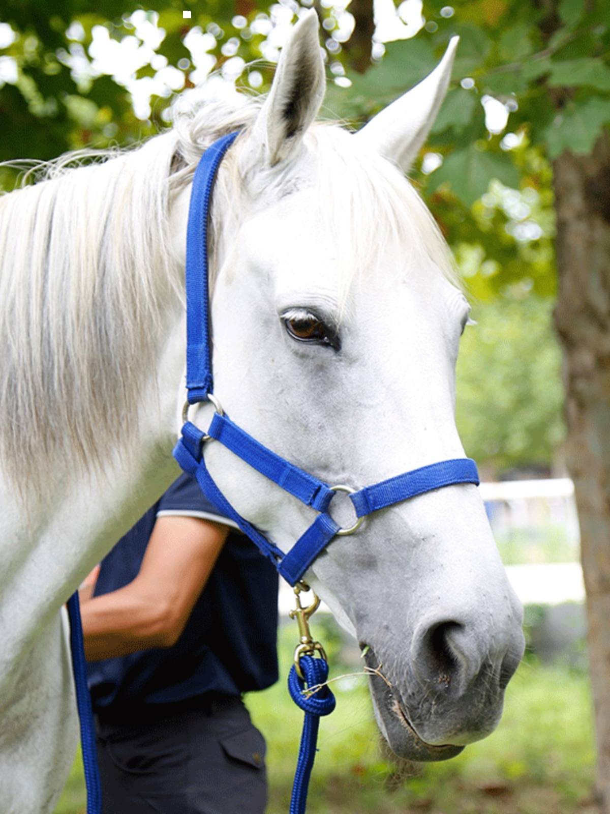 The horse, the horse, the horse, the horse