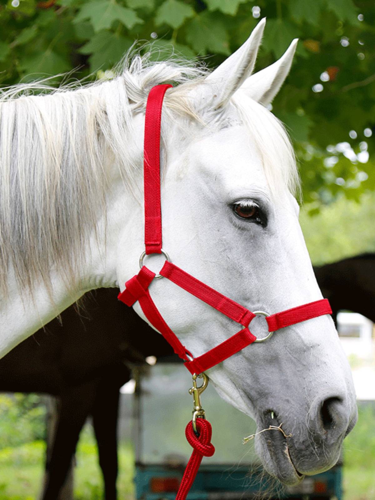 The horse, the horse, the horse, the horse
