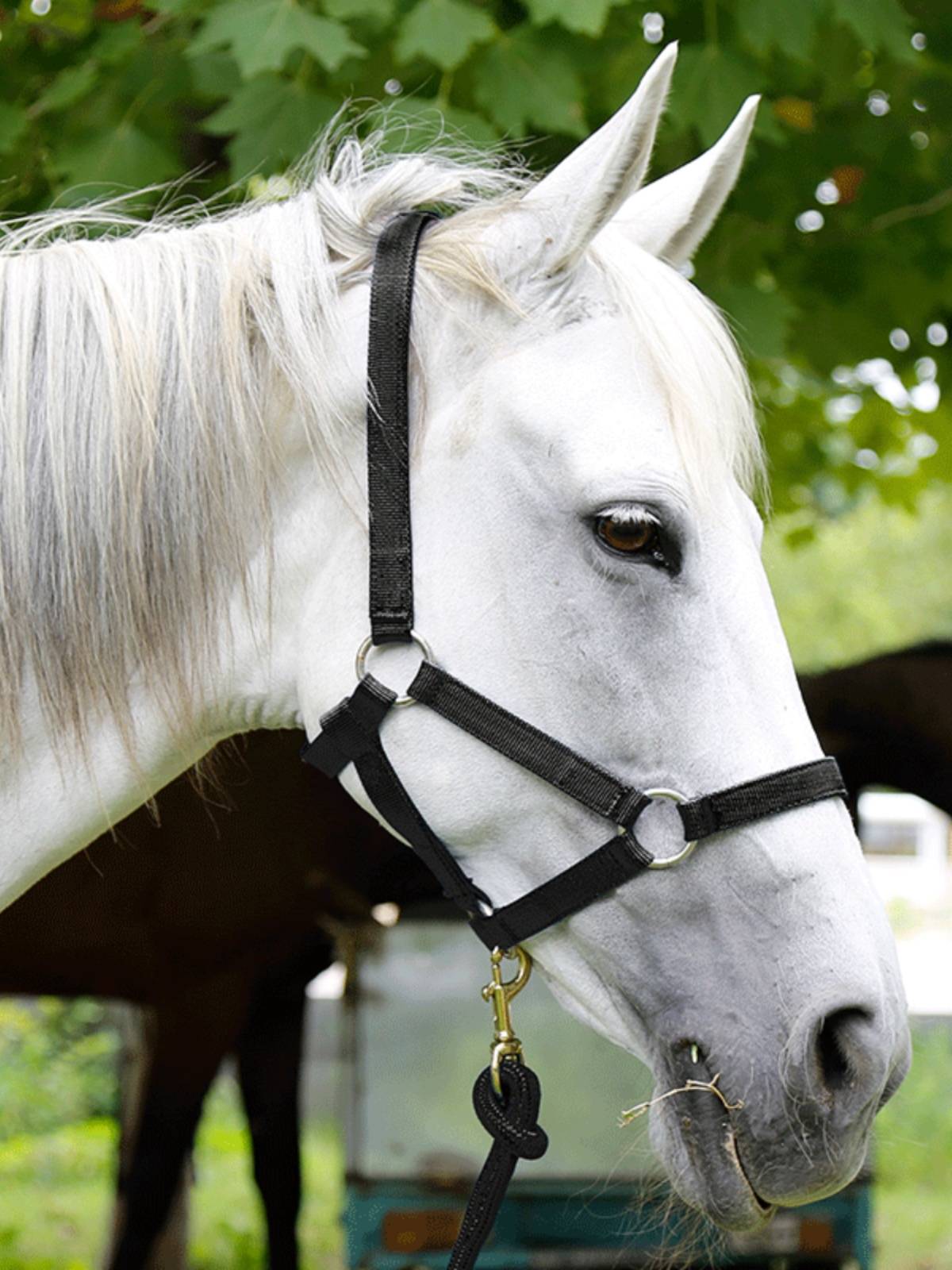 The horse, the horse, the horse, the horse