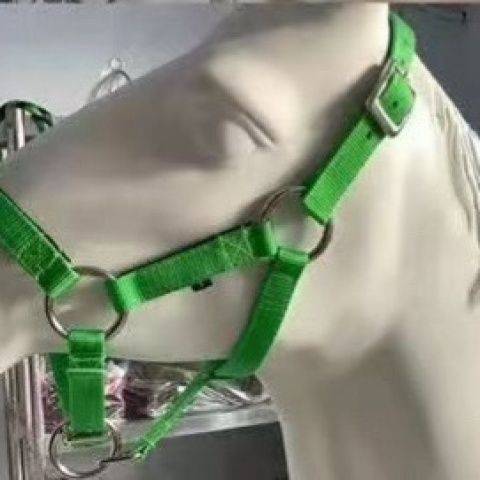 The horse's gears are colored