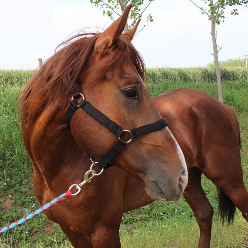 A horse's head and a mule's head