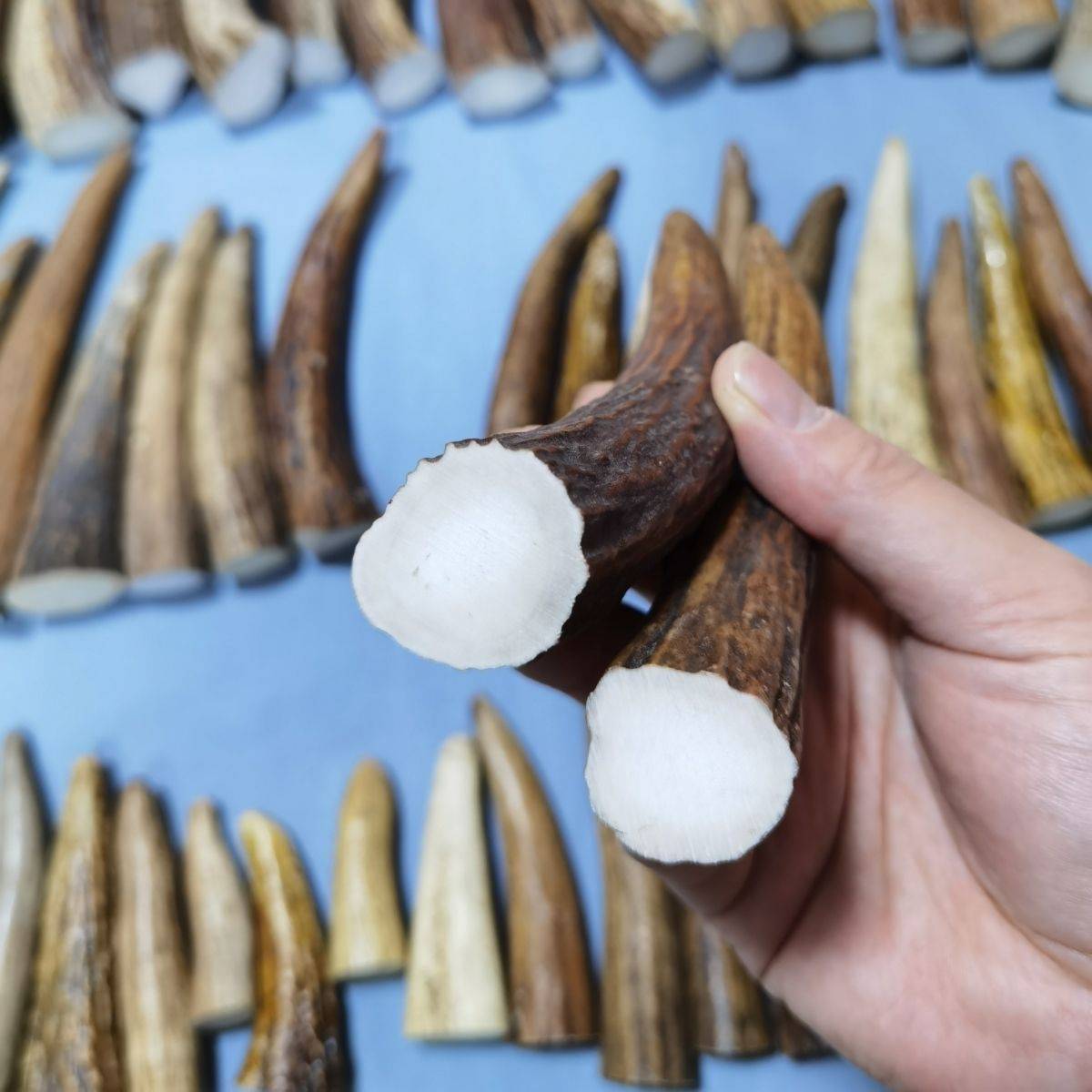 Antler sculpting, high-intensity, sharp-stringed fingertips, powdering the accelerator's teeth