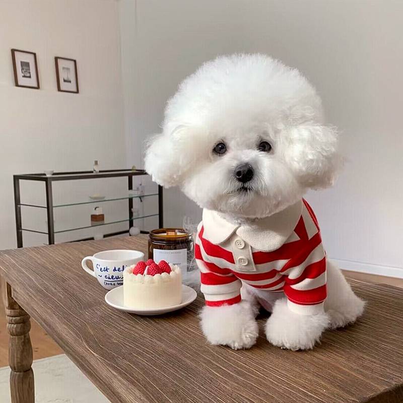 Pet POLO shirt Snow, Mari Melzius Teddy Yingxiabie Beauty VIP small dog dog clothes