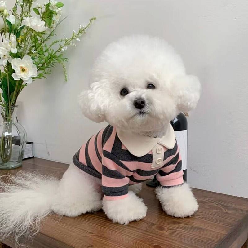 Pet POLO shirt Snow, Mari Melzius Teddy Yingxiabie Beauty VIP small dog dog clothes
