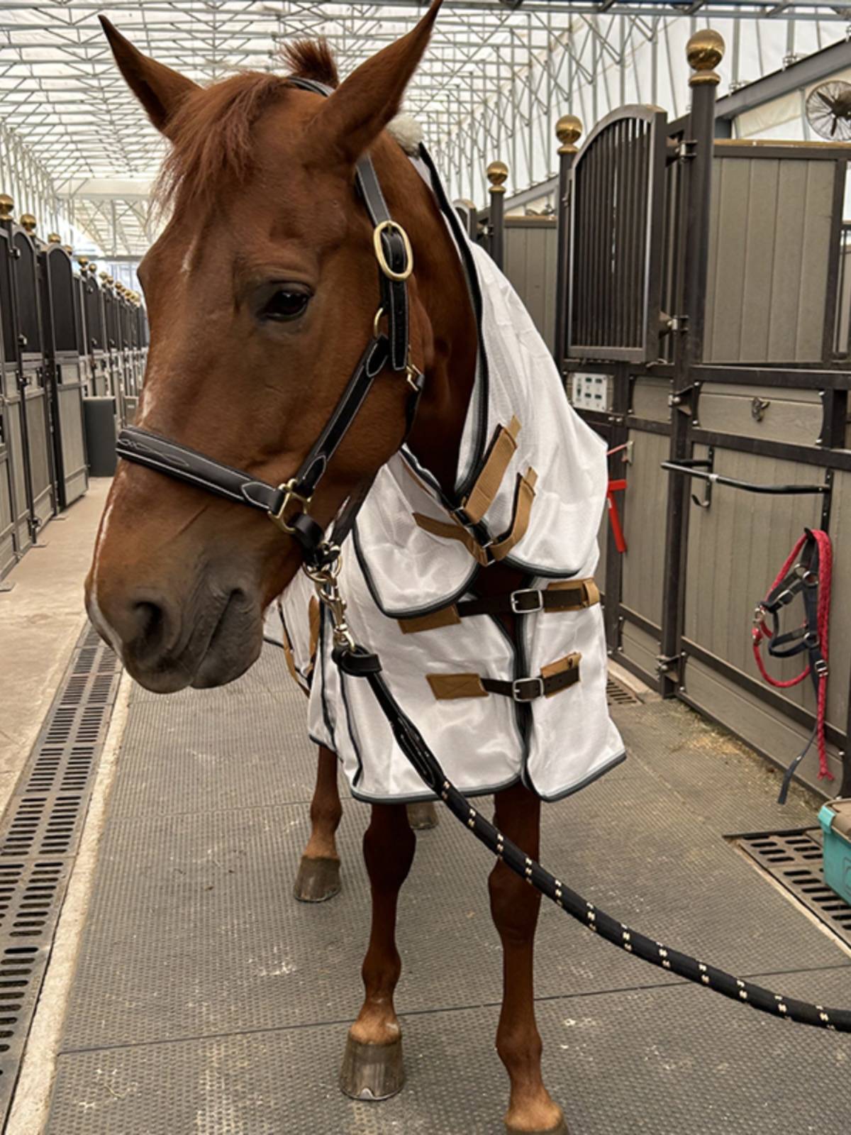 EPONA net cloth horse clothes with a fence in summer, mosquito anti -breathable, comfortable horses, equestrian sports horse products