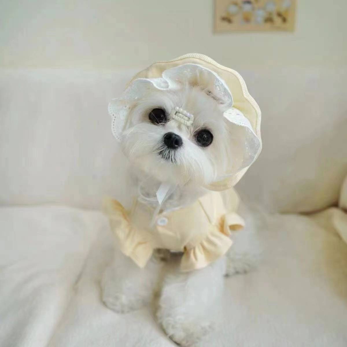 Malzis wears a hat, a puppy, and Yorkshire springs for summer
