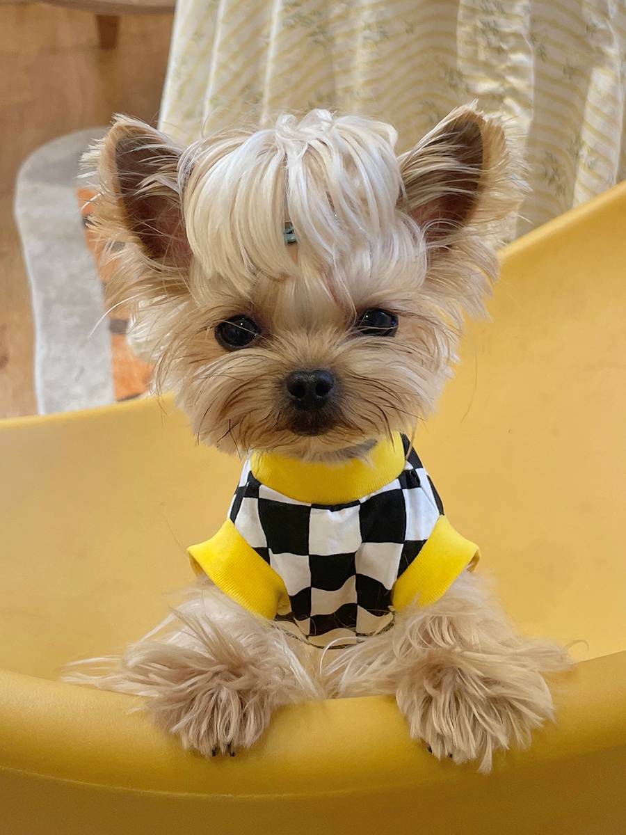Little sweet porridge tide brand print lattice vest York Shrum Malzis dog cat pet clothes are elastic