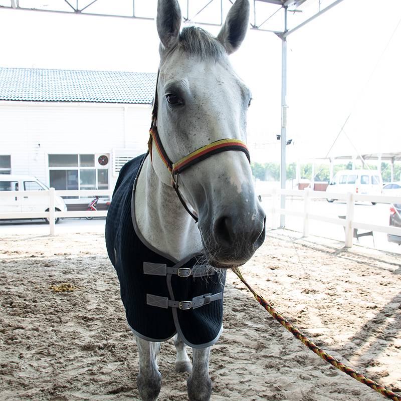 EPONA knitted horses, autumn and winter warming, windproof and comfortable equestrian sports horse supplies