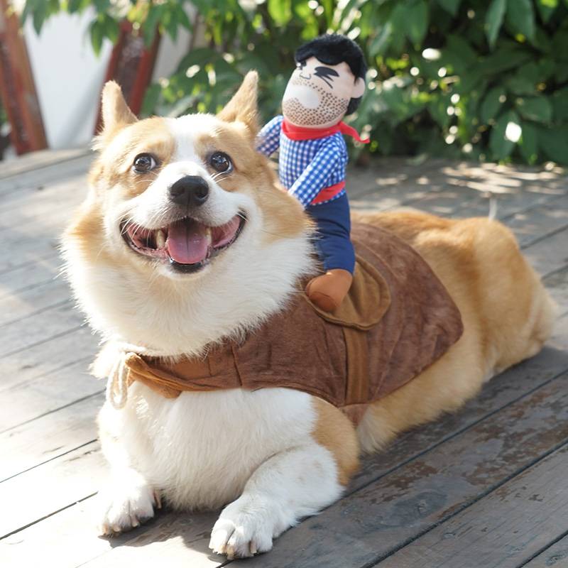 Dog ride into a net red pet funny denim knight Corki Teddy funny Shiba Inu creative dog clothes