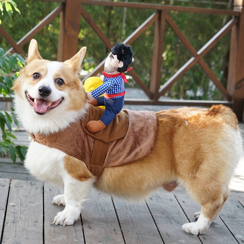 Dog ride into a net red pet funny denim knight Corki Teddy funny Shiba Inu creative dog clothes