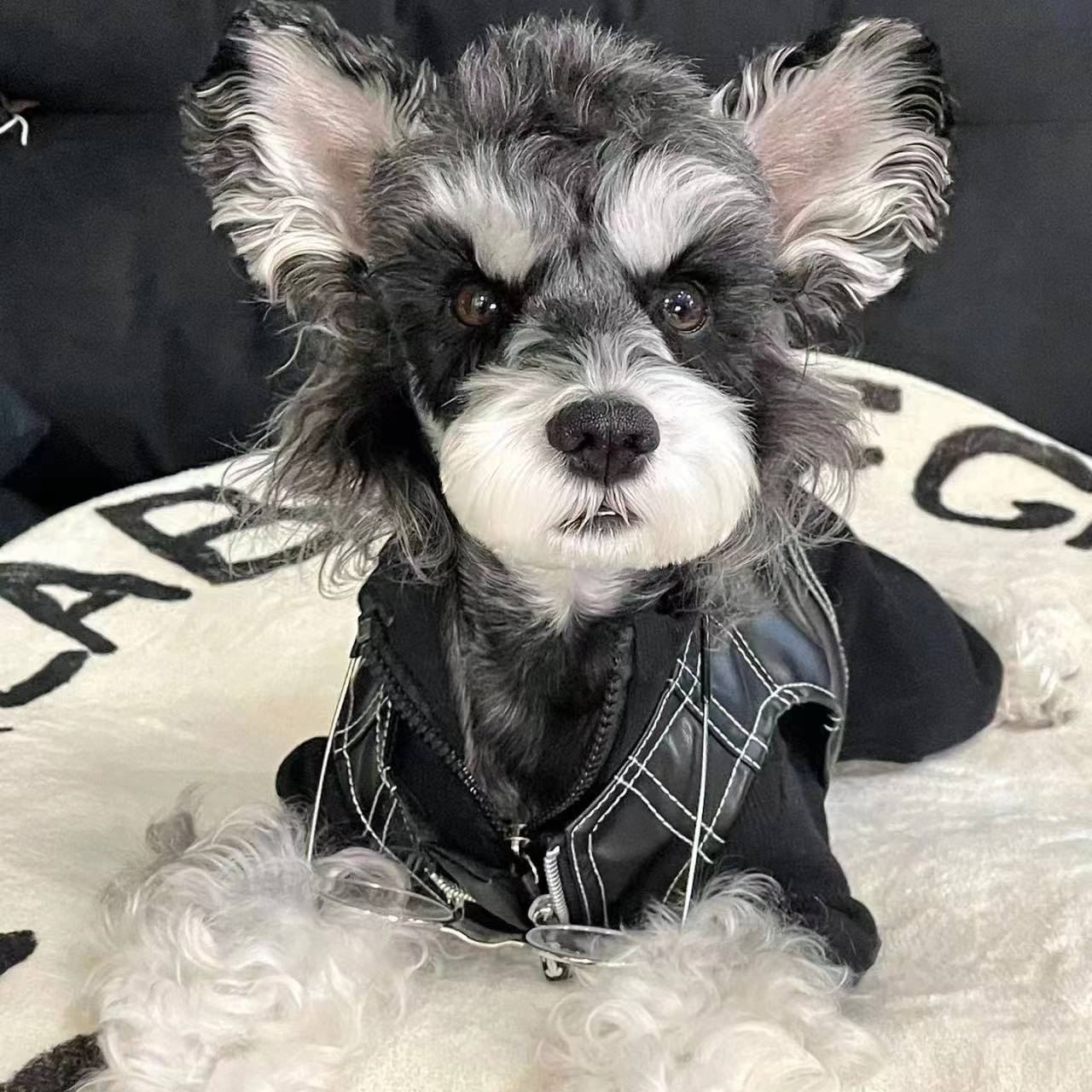 Autumn and winter dog clothes leather jacket pets Sherry Malzis Teddy Bear Jokxhaex Shiba Inu cat