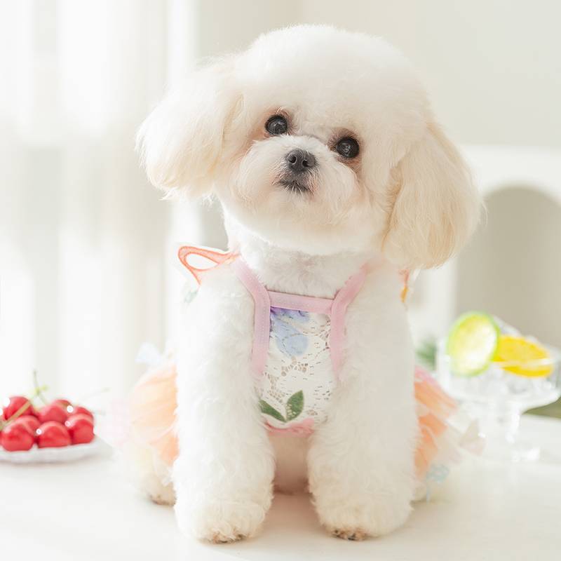 Pet puppy butterfly princess skirt in summer thin clothes than Bear Teddy Yorksham Malzis cat