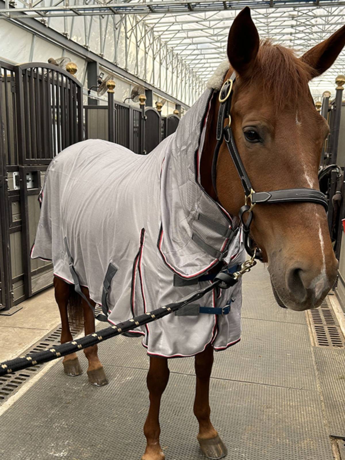 EPONA net cloth horse clothes with a fence in summer, mosquito anti -breathable, comfortable horses, equestrian sports horse products