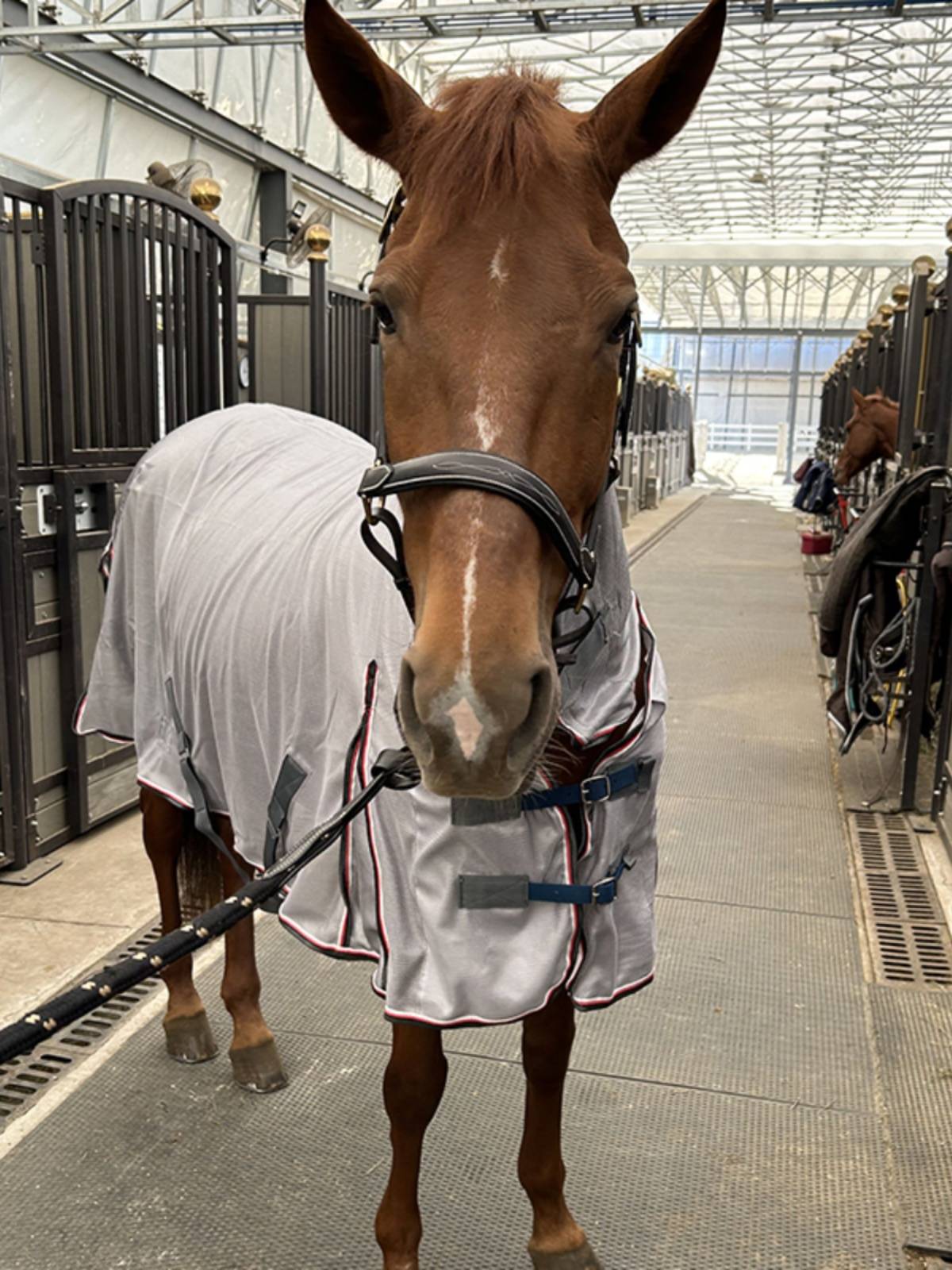 EPONA net cloth horse clothes with a fence in summer, mosquito anti -breathable, comfortable horses, equestrian sports horse products