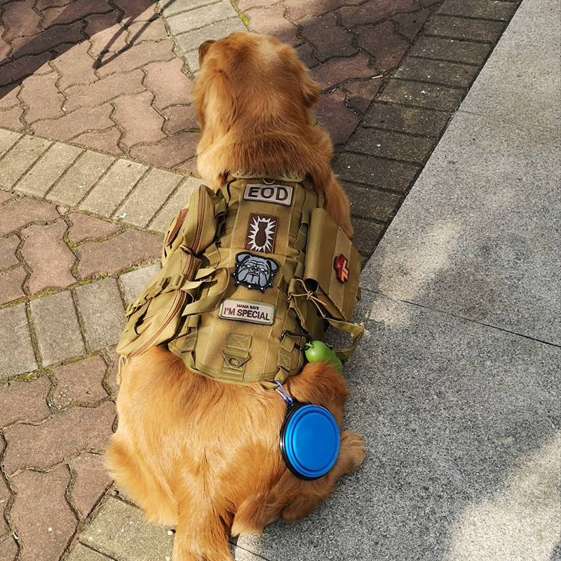 Dog's clothes in large dogs in dog tactical vests Golden Mao Dewan dog chest strap vest pets out of vest