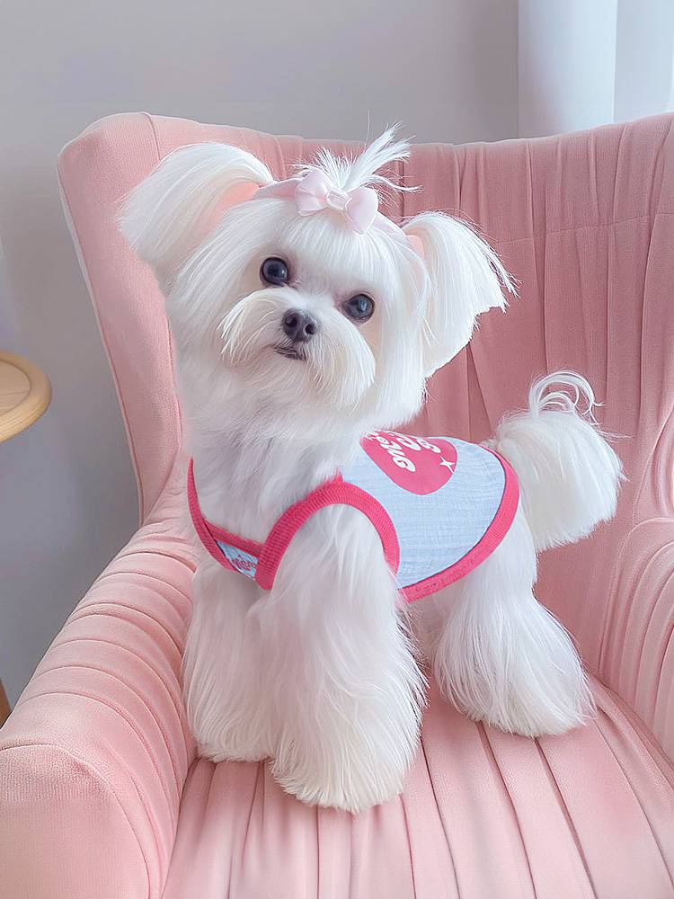 Dog clothes Summer pet anti -fossil sling vest is better than bear teddy Malzis Snowy Small bodies