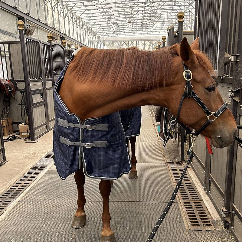 EPONA Winter Winter Waterproof Cotton Horse Cloth 300G Cold Anti -Warm and Comfortable Horse Products Equestnically