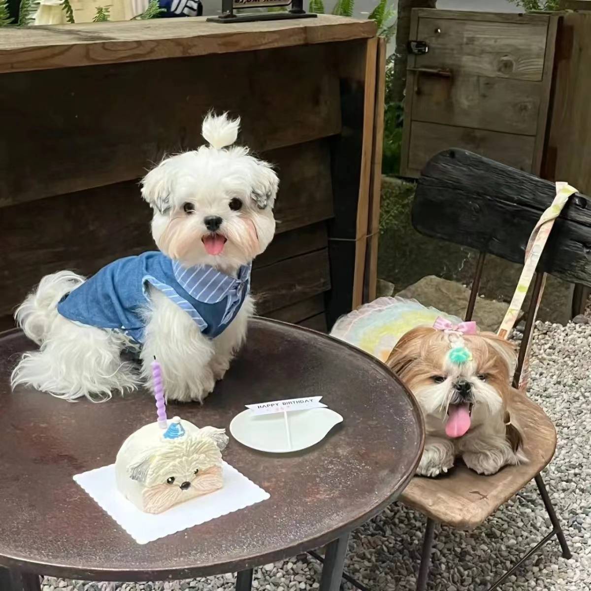 Pet service new retro denim versatile POLO shirt small dog Yorkson Malzis clothes